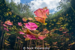The colourful Lily Pads of Cenote Carwash, Mexico by Nick Polanszky 